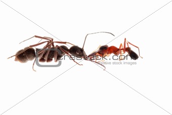 ant and ant mimic spider