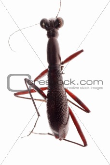 ant mimic beetle