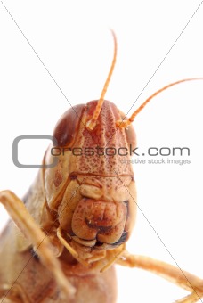portrait macro of a grasshopper isolated on white