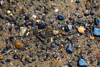 Wet stones and shells in sand