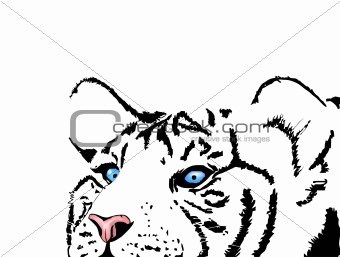 Image of tiger head isolated on white. Vector