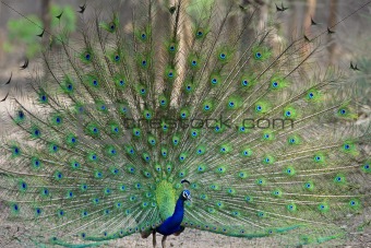 Peacock dancing 