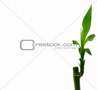 Dracaena sanderiana - Lucky Bamboo
