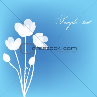 Greeting card with white flowers
