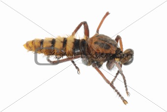 summer insect horse fly