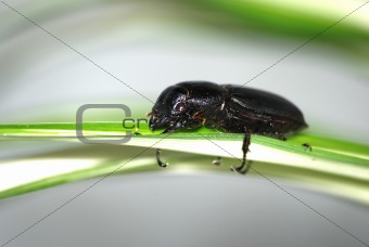insect stag beetle bug