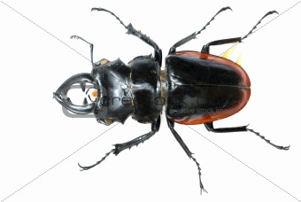 insect stag beetle bug