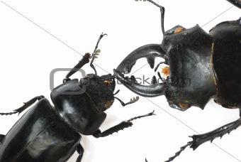 insect stag beetle bug kiss