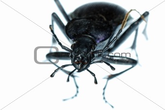 insect ground beetle bug