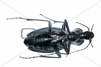 insect ground beetle bug