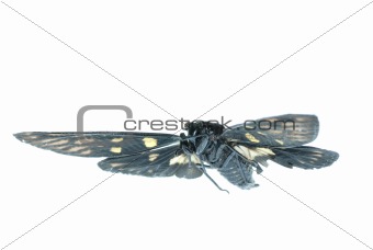 fly insect cicada bug isolated