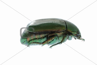 green beetle insect isolated on white