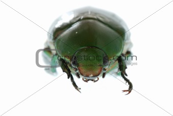 green beetle insect isolated on white