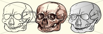 various human skulls