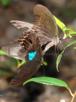 butterfly sex mate