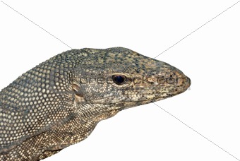 reptile animal monitor lizard in white