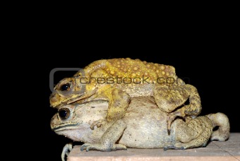toad mating sex