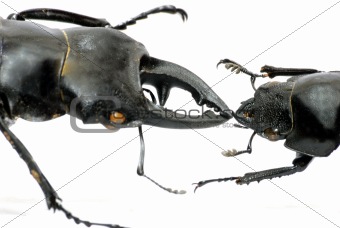 insect stag beetle bug kiss
