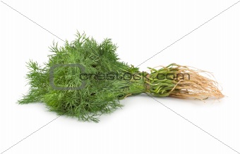 Fresh green dill