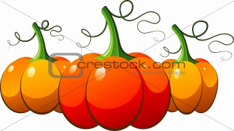 Three orange pumpkins over white