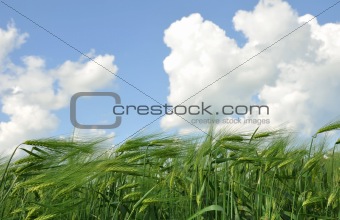 wheat and perfect blue sky