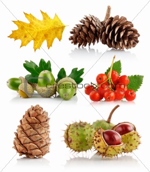 set of autumn nature elements