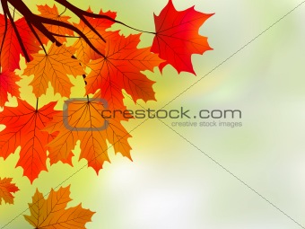 Beautiful background with maple leaves.
