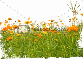orange flowerss