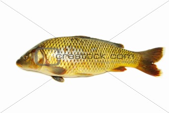 fish carp 