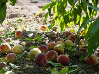 Ripe peaches under tree