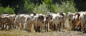 herd of Camargue horses