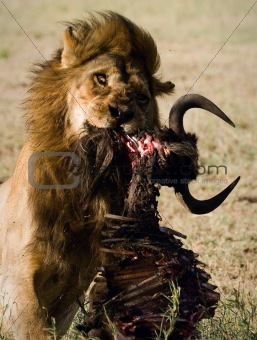 Lion behind a meal. 