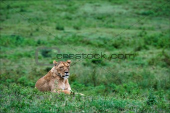 Lioness on a grass.