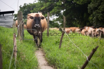 Costa Rican cow
