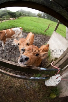 Thirsty Costa Rican calf