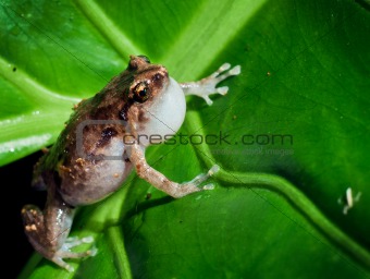 Macro shot of an Australian microhylid frog, Cophixalus ornatus