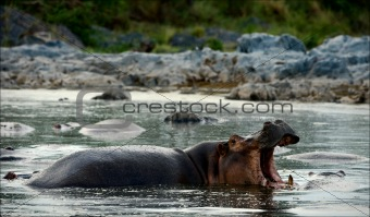 Yawning hippopotamus.