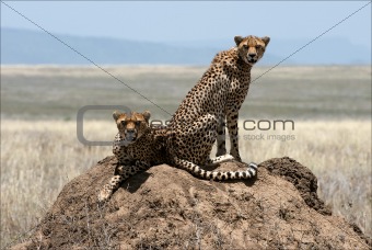 Two cheetahs. 