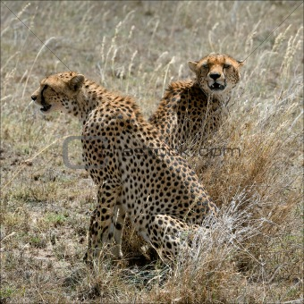 Two cheetahs in a grass. 
