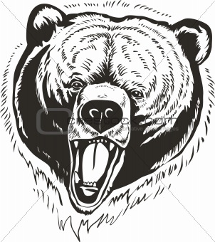 Grizzly  Bear  head