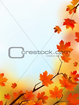 Maple Tree Leaves against blue sky.