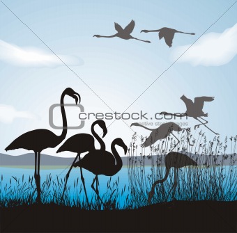 Flamingo on lake shore