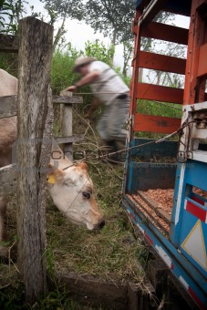 Ranch hand working to move a cow into a truck for transportation in Costa Rica