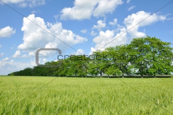 Field of wheat, trees and perfect blue sky