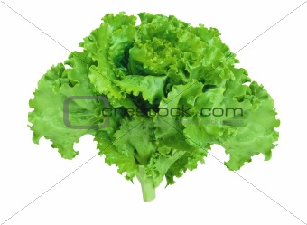 fresh lettuce isolated on white background