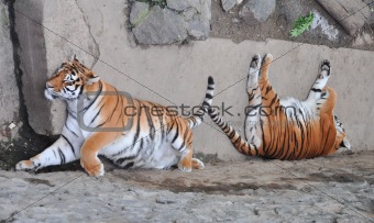 tigers are sleeping
