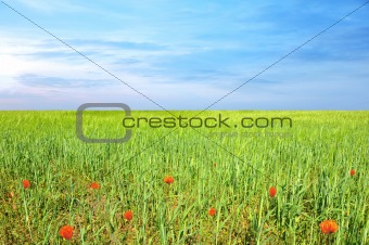field of grass with poppies and perfect blue sky