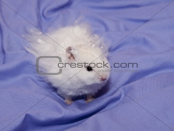 Fluffy White Hamster