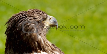 BigSea Eagle (Haliaeetus albicill) looking for prey