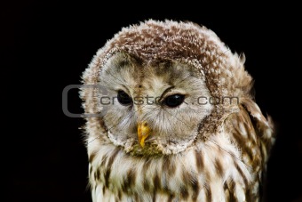 portrait Ural Owl, Strix uralensis, a nightbird 